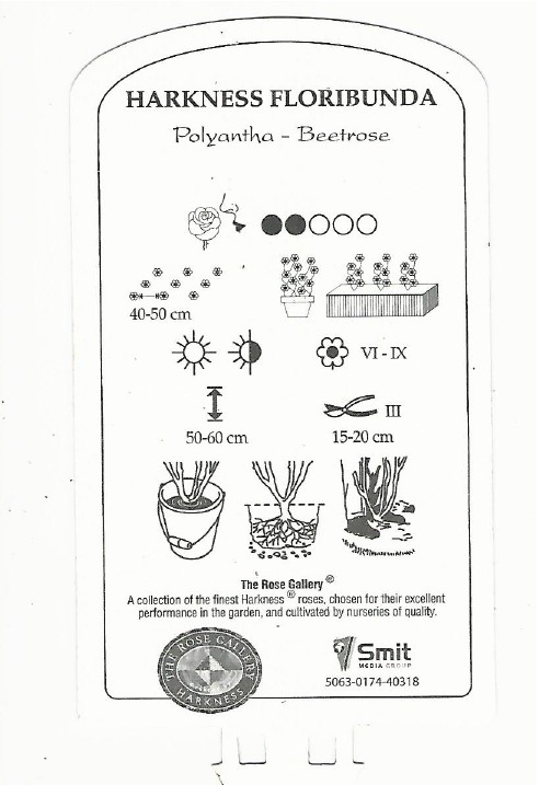 Rosier Remembrance vae 0002.jpg